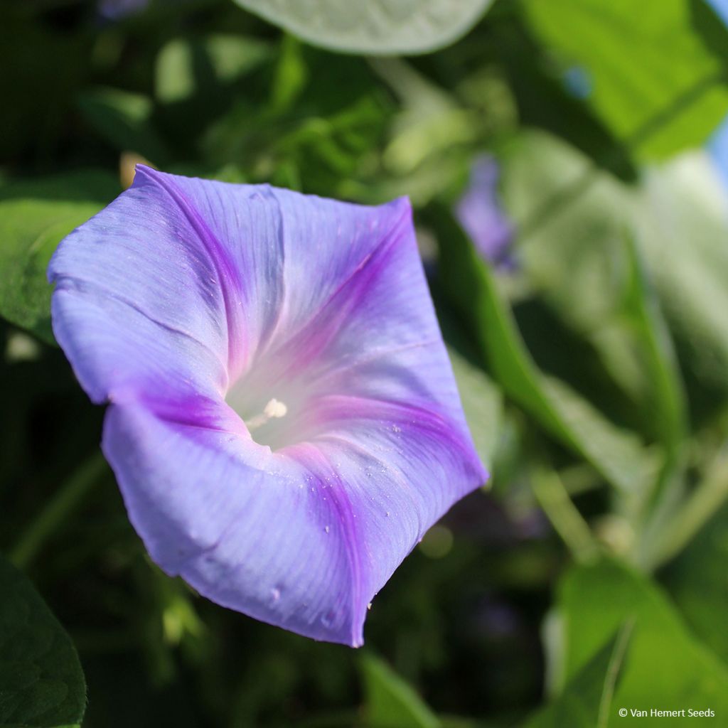 Ipomoea purpurea Dacapo Light Blue (Samen) - Prunkwinde