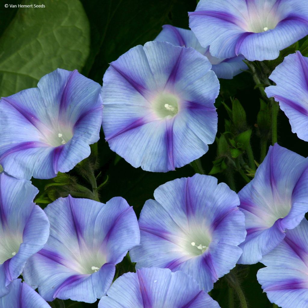 Ipomoea purpurea Dacapo Light Blue (Samen) - Prunkwinde