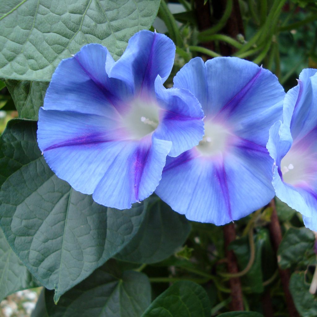 Ipomoea purpurea Dacapo Light Blue (Samen) - Prunkwinde