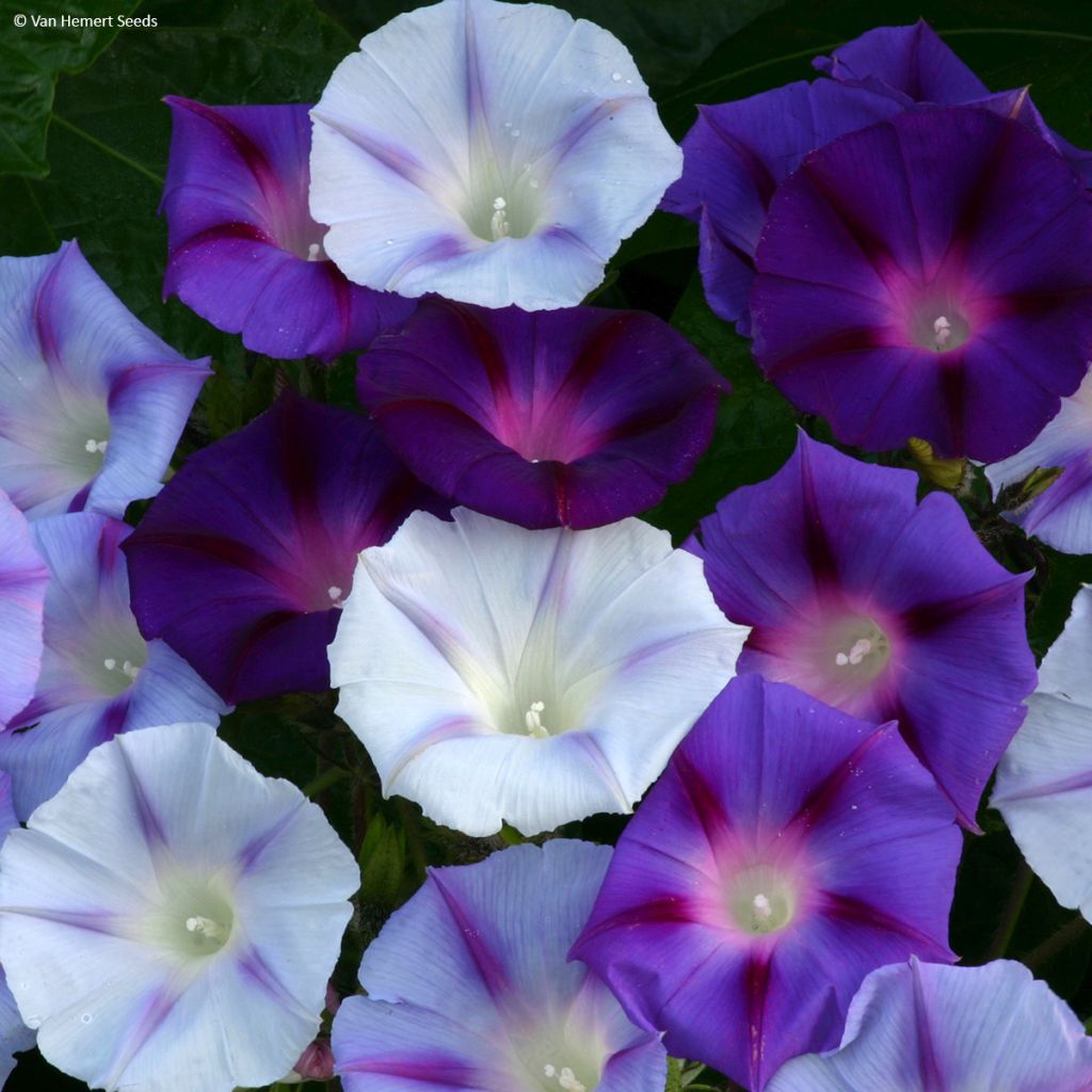 Ipomoea Hazelwood Blues (Samen) - Prunkwinde