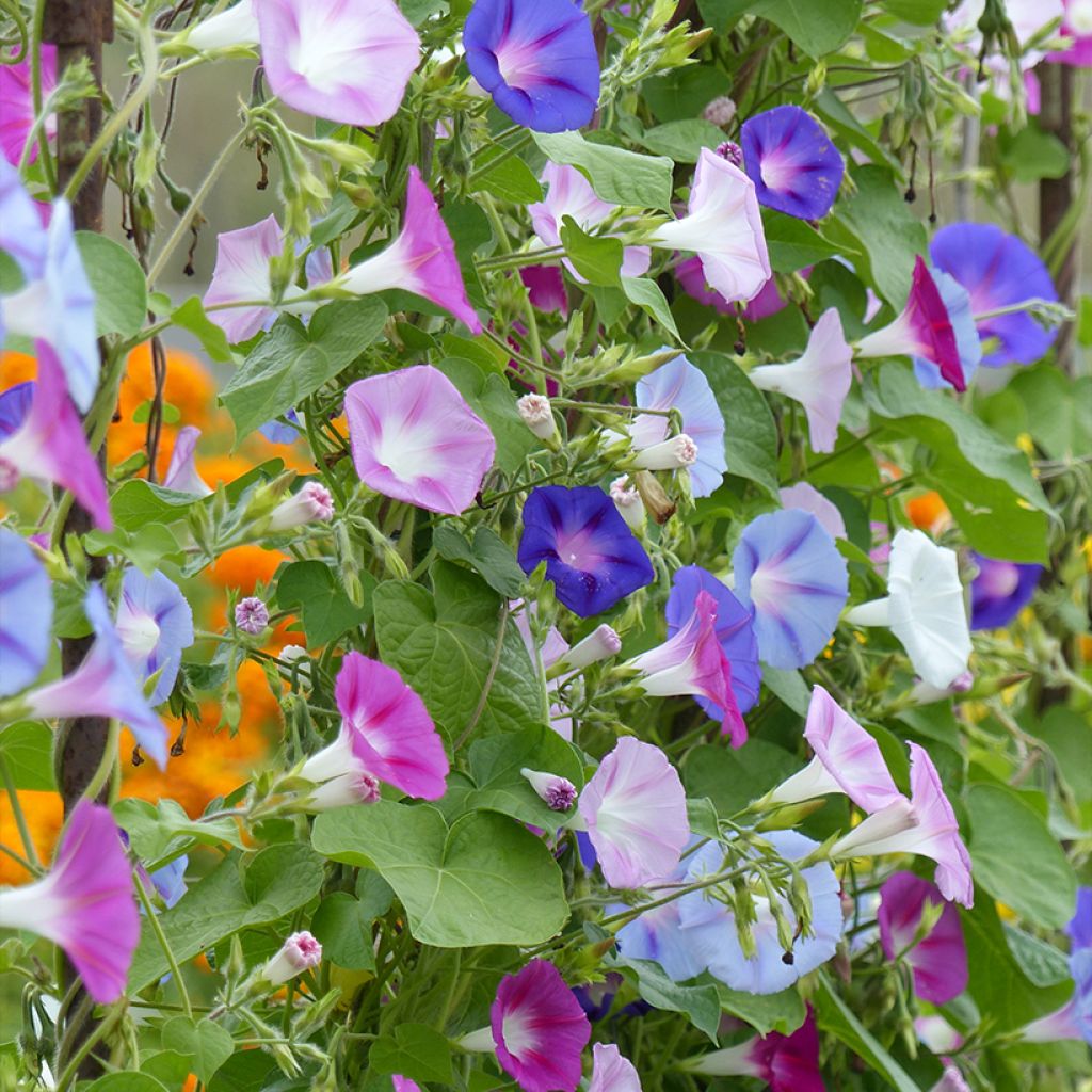 Ipomoea purpurea Lazy Luxe (Samen) - Prunkwinde