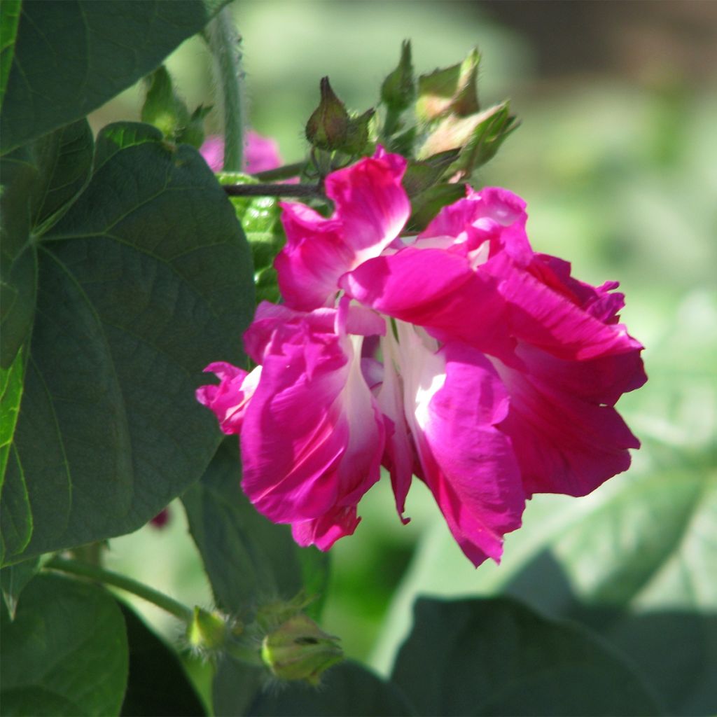 Graines d'Ipomée Sunrise Serenade - Ipomoea imperialis