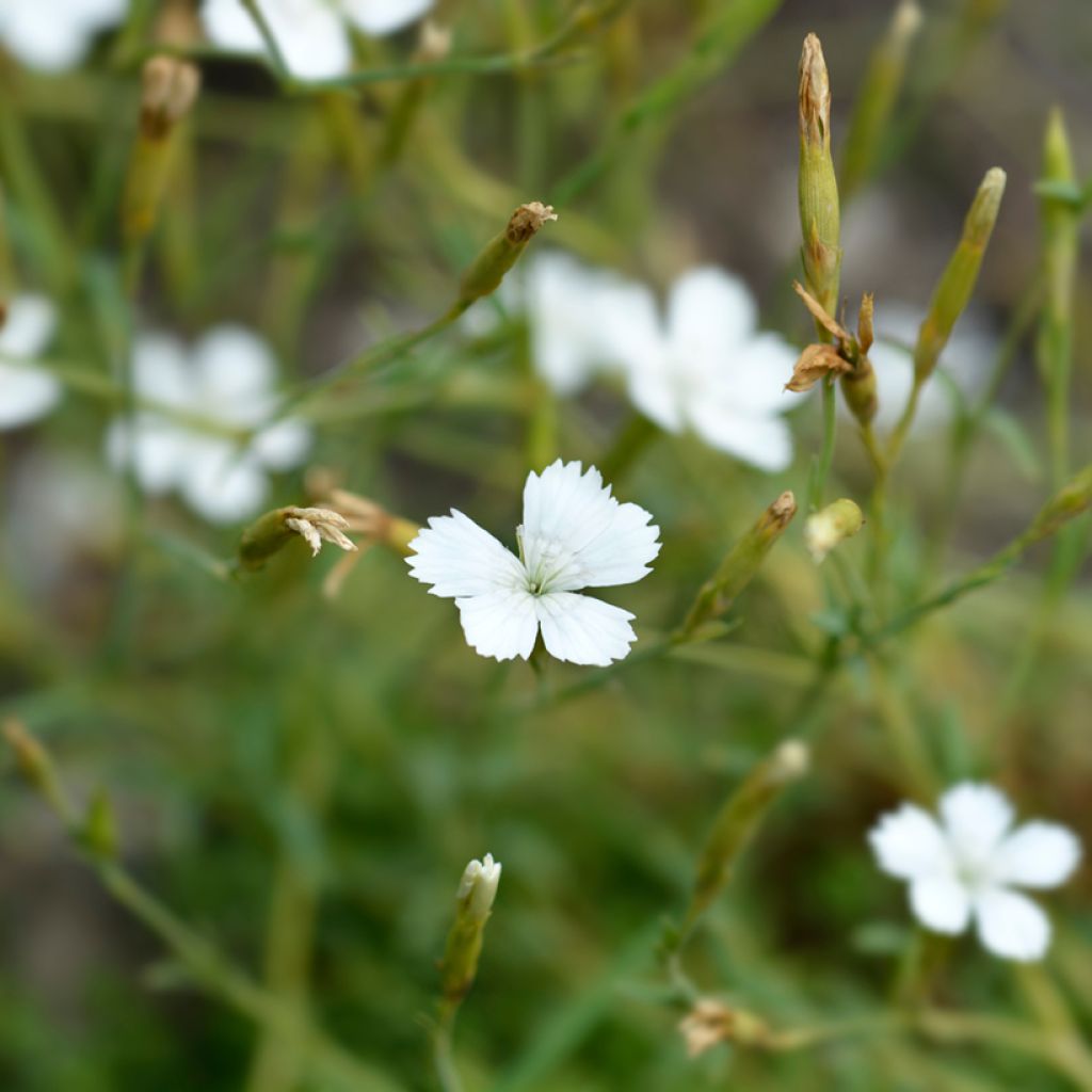 Heide-Nelke Albus (Samen) - Dianthus deltoides