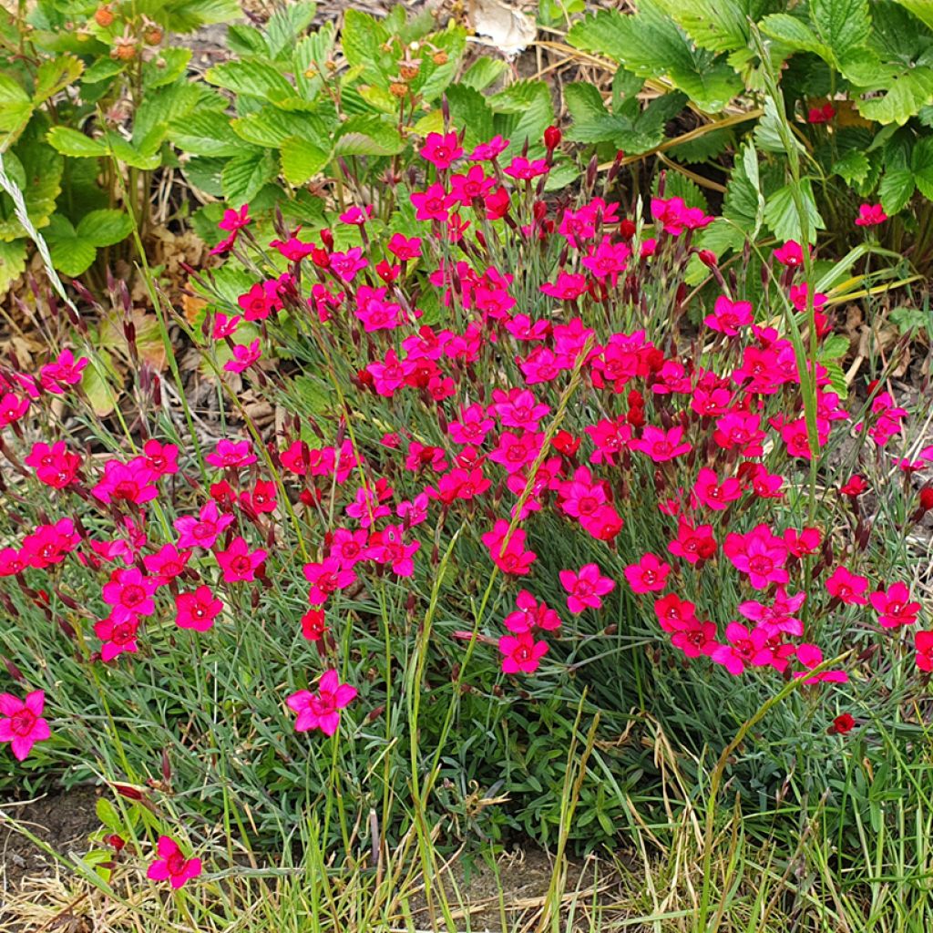 Heide-Nelke Brilliant (Samen) - Dianthus deltoides