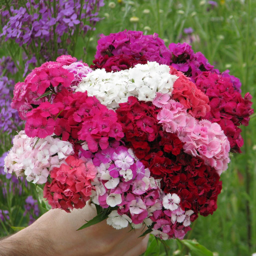 Dianthus barbatus Etournelle Formula Mix (Samen) - Bartnelke