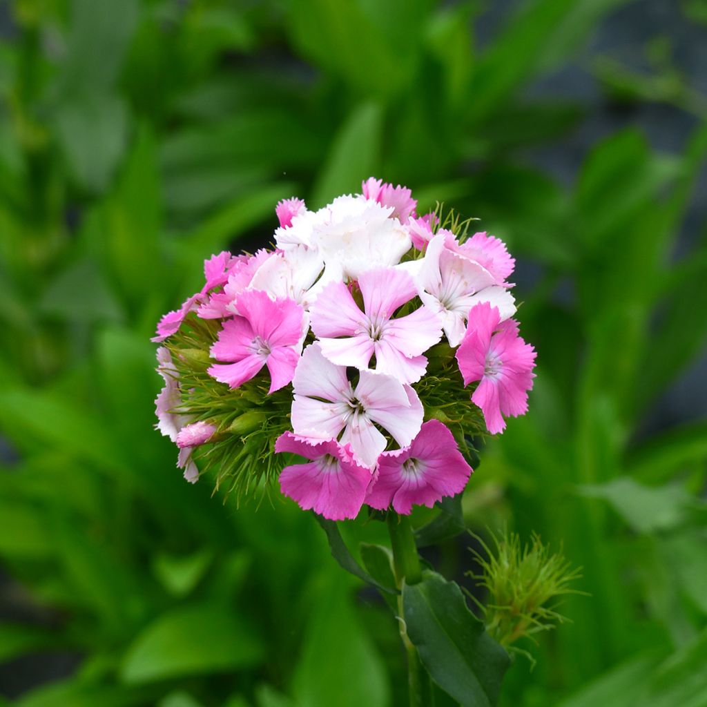 Dianthus barbatus Flora Pearl Appleblossom (Samen) - Bartnelke