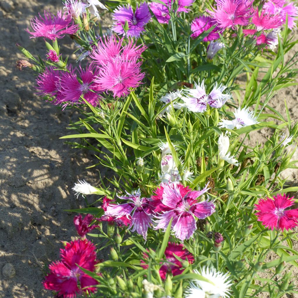 Pracht-Nelke Spooky mix (Samen) - Dianthus superbus