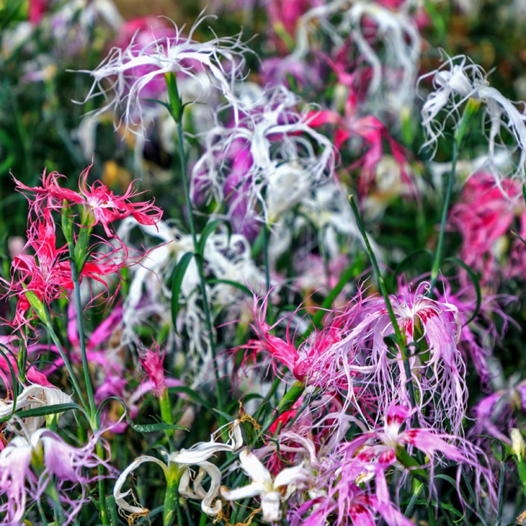 Pracht-Nelke Spooky mix (Samen) - Dianthus superbus