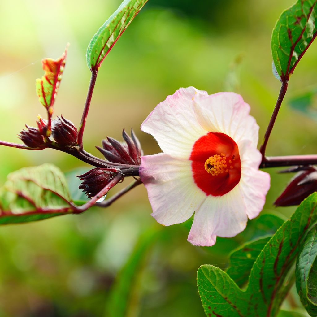 Hibiscus-Tee - Hibiscus sabdariffa