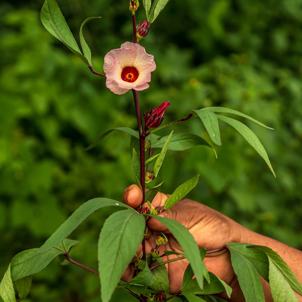 Hibiscus-Tee - Hibiscus sabdariffa