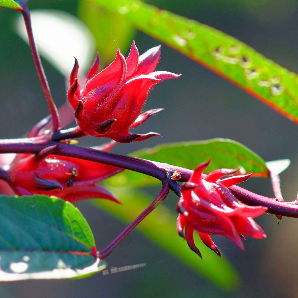 Hibiscus-Tee - Hibiscus sabdariffa