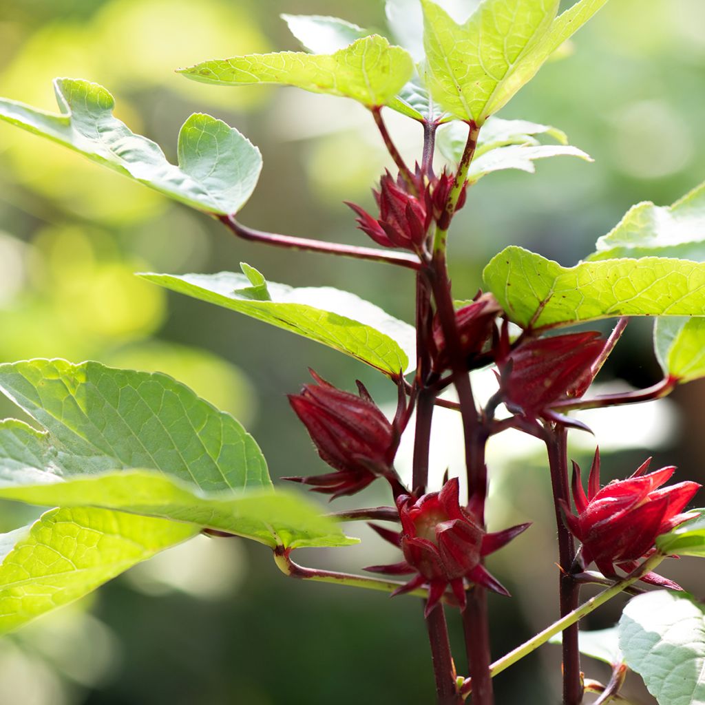 Hibiscus-Tee - Hibiscus sabdariffa