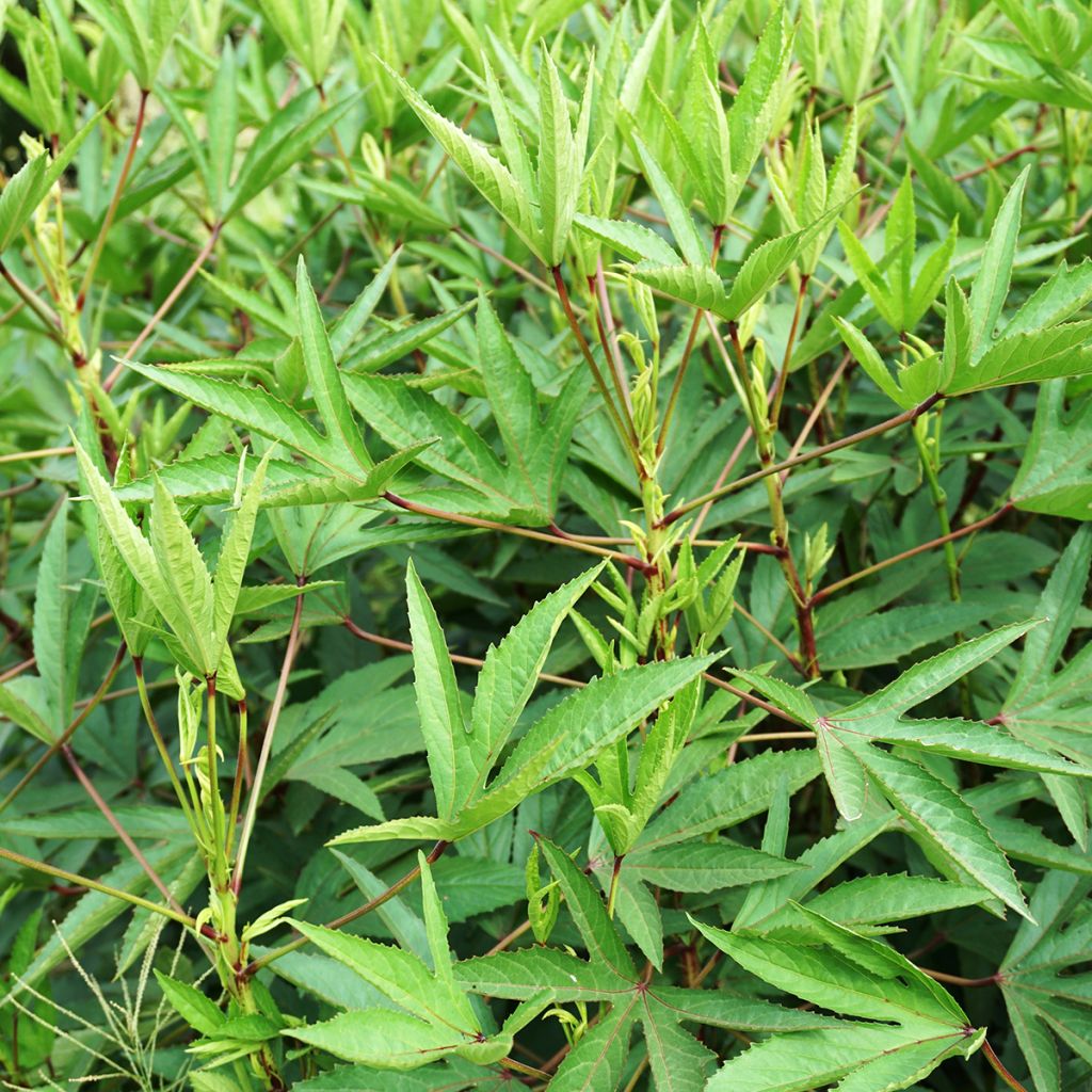 Hibiscus-Tee - Hibiscus sabdariffa