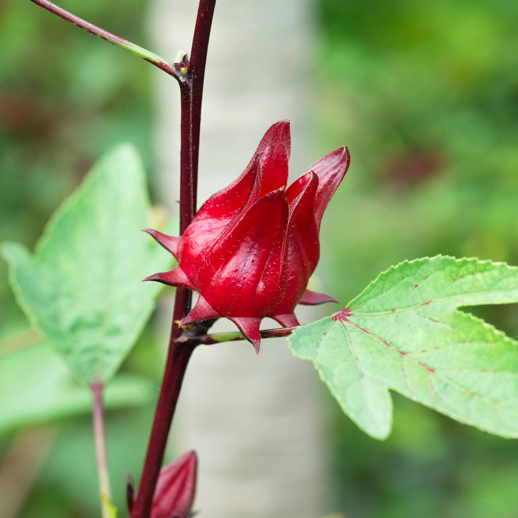 Hibiscus-Tee - Hibiscus sabdariffa