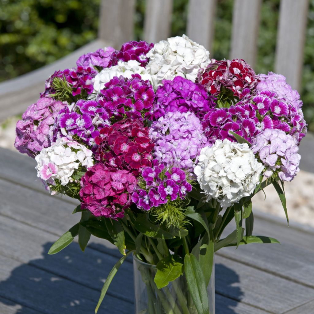 Dianthus barbatus Hollandia Formula Mix (Samen) - Bartnelke