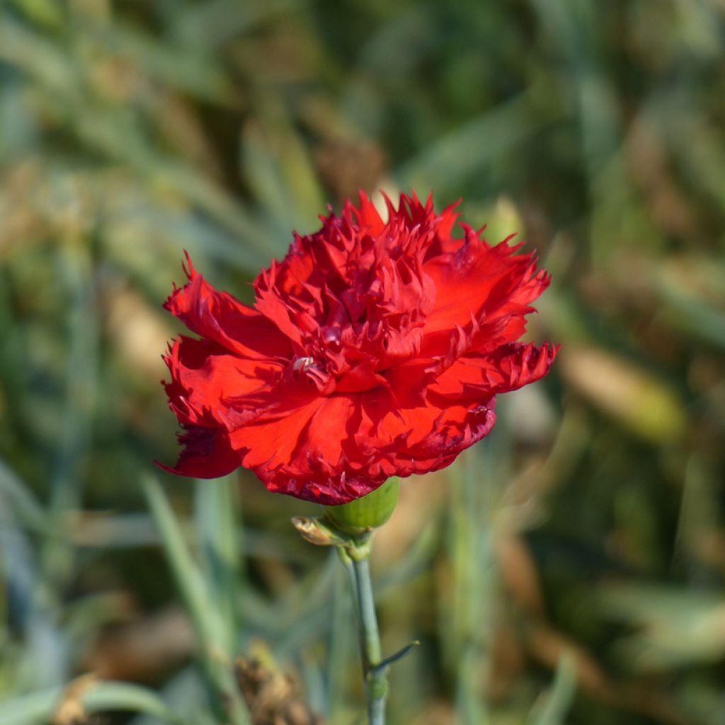 Garten-Nelke Etincelant (Samen) - Dianthus caryophyllus 