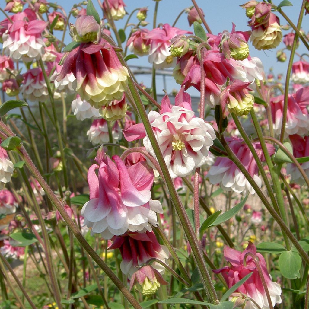 Aquilegia Pink Petticoat (Samen) - Garten-Akelei