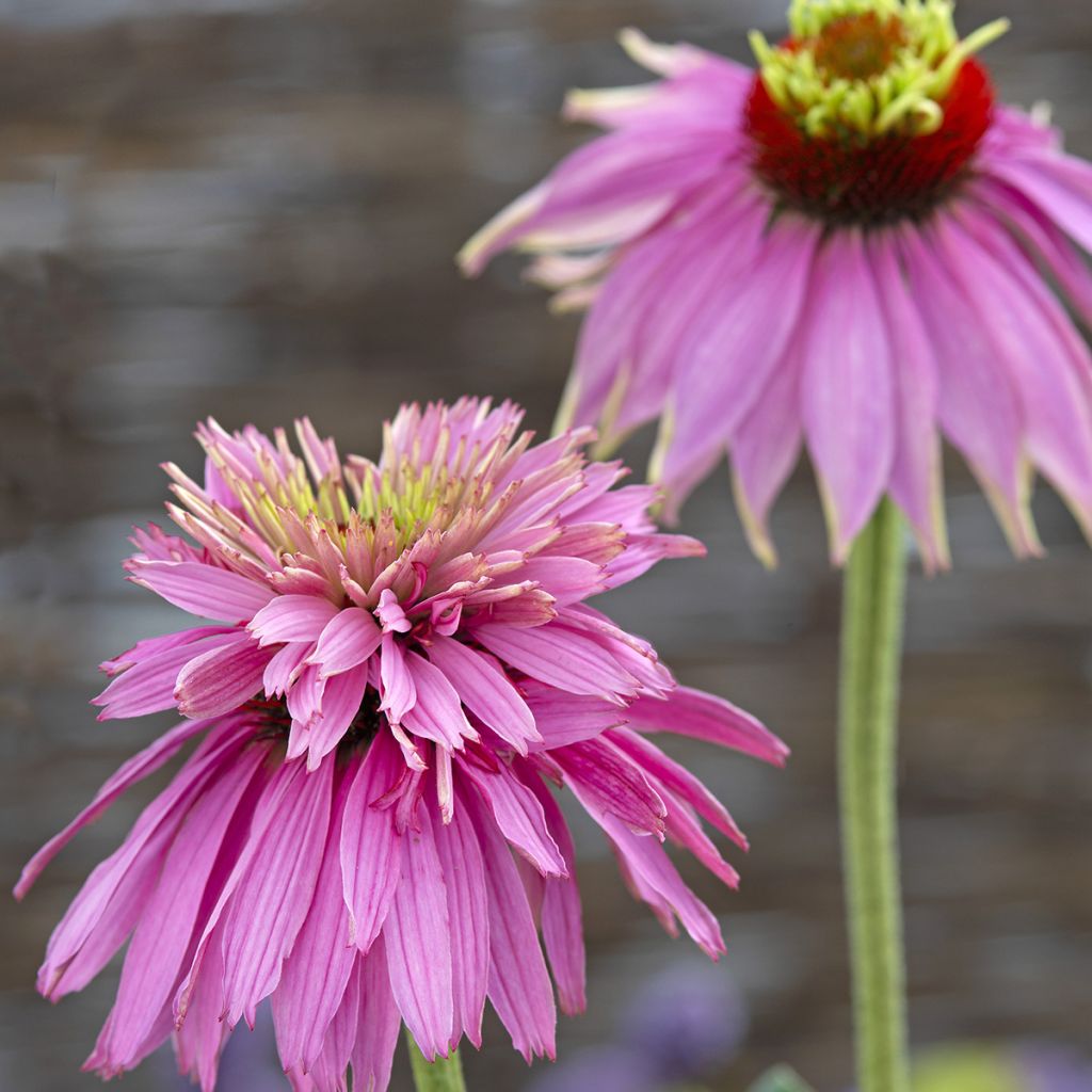 Echinacea purpurea Double Decker (Samen) - Sonnenhut