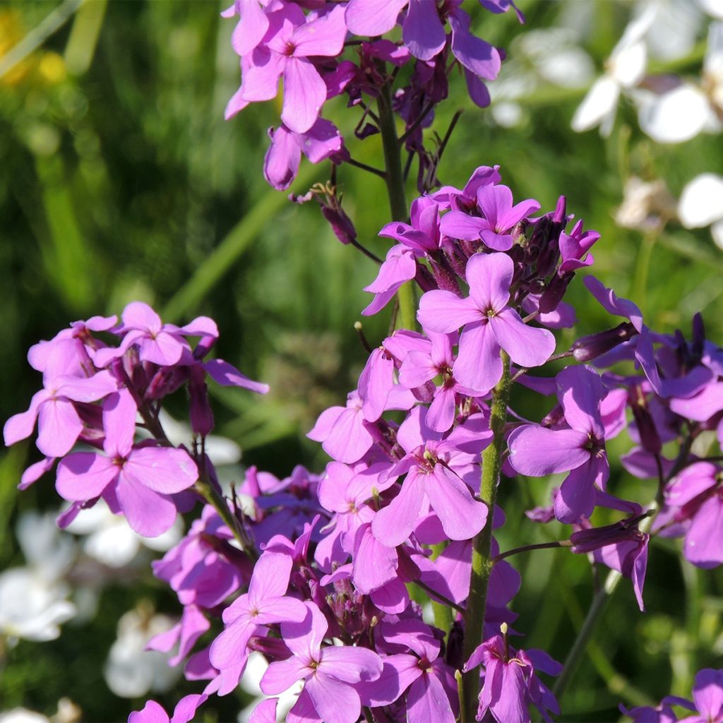 Gemeine Nachtviole - Hesperis matronalis (Samen)