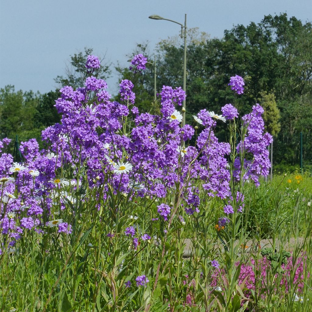 Graines de Julienne des Dames - Hesperis matronalis