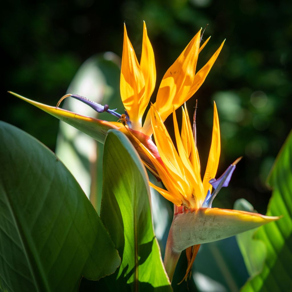 Strelitzia reginae Mandela’s Gold (Samen)