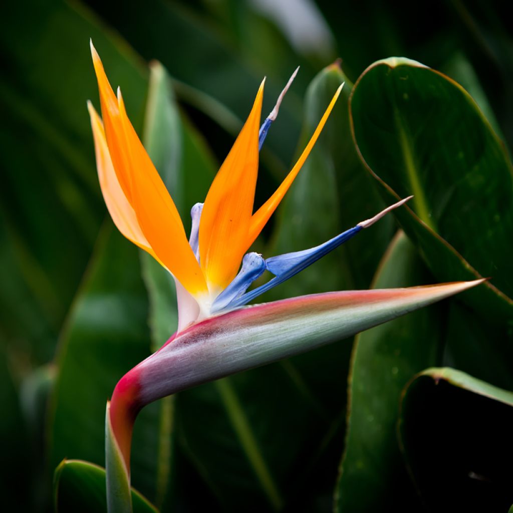 Strelitzia reginae Humilis (Samen)