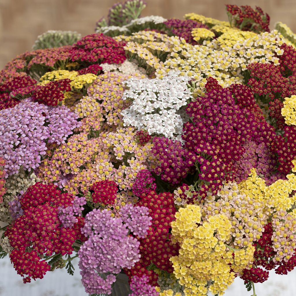 Achillea millefolium Flowerburst Fruitbowl (Samen) - Schafgarbe