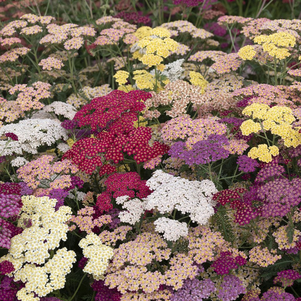 Achillea millefolium Flowerburst Fruitbowl (Samen) - Schafgarbe