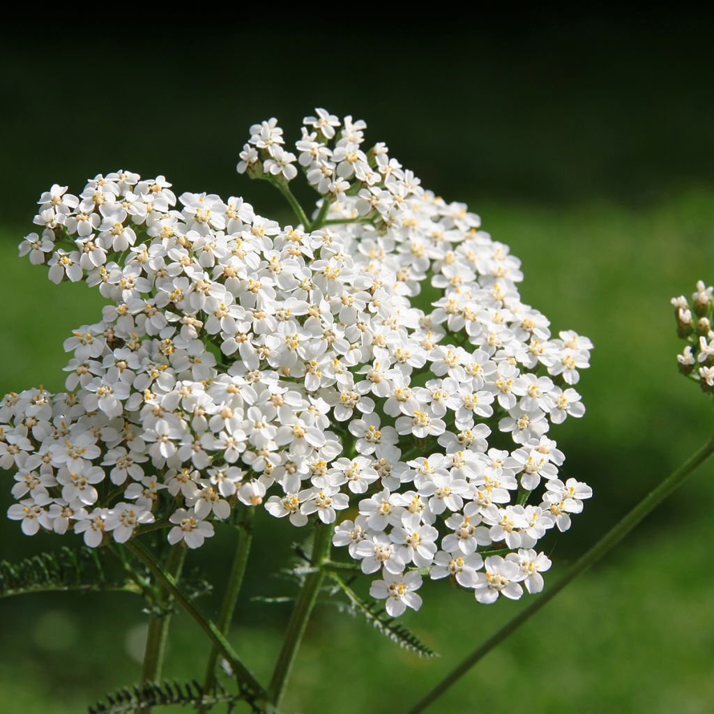 Achillea millefolium (Samen) - Gemeine Schafgarbe