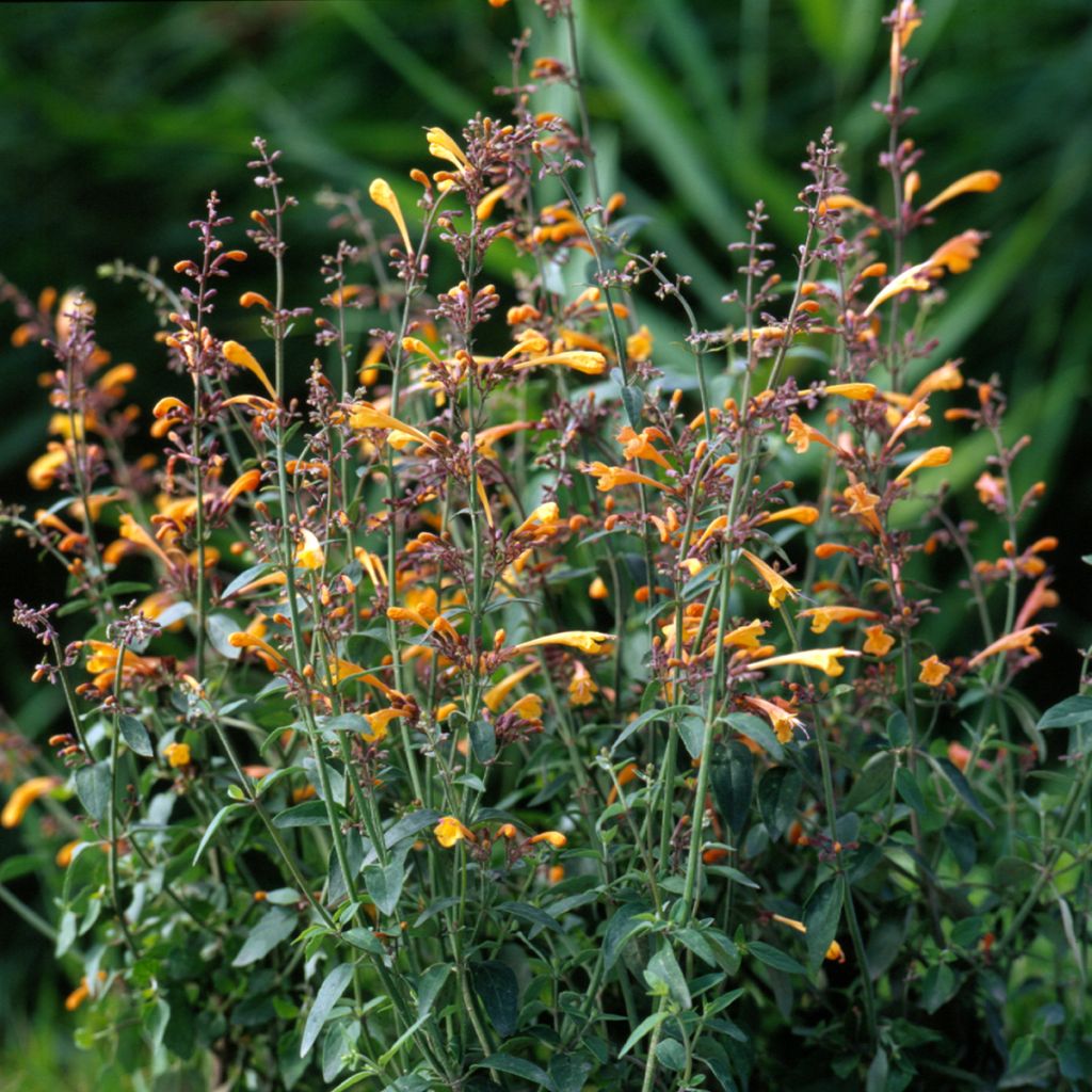 Agastache aurantiaca Navajo Sunset (Samen) - Duftnessel