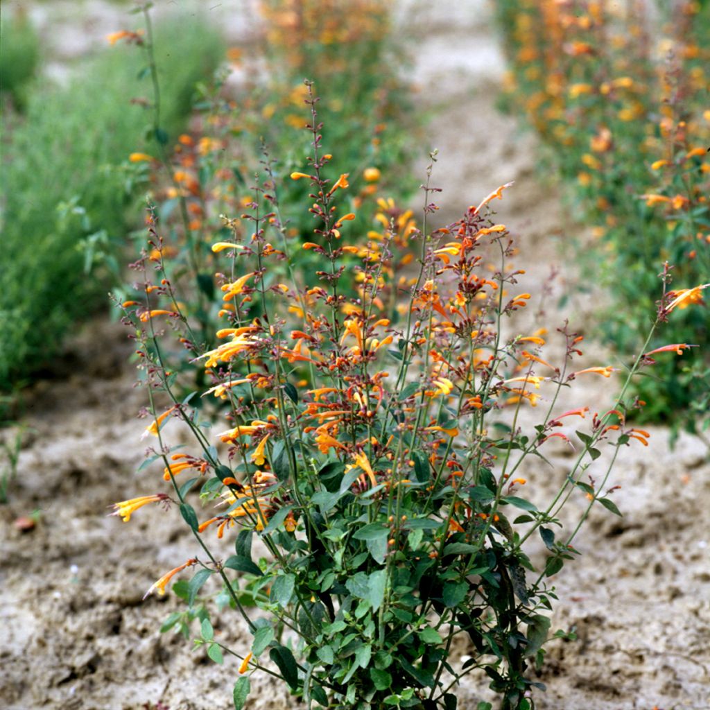 Agastache aurantiaca Navajo Sunset (Samen) - Duftnessel