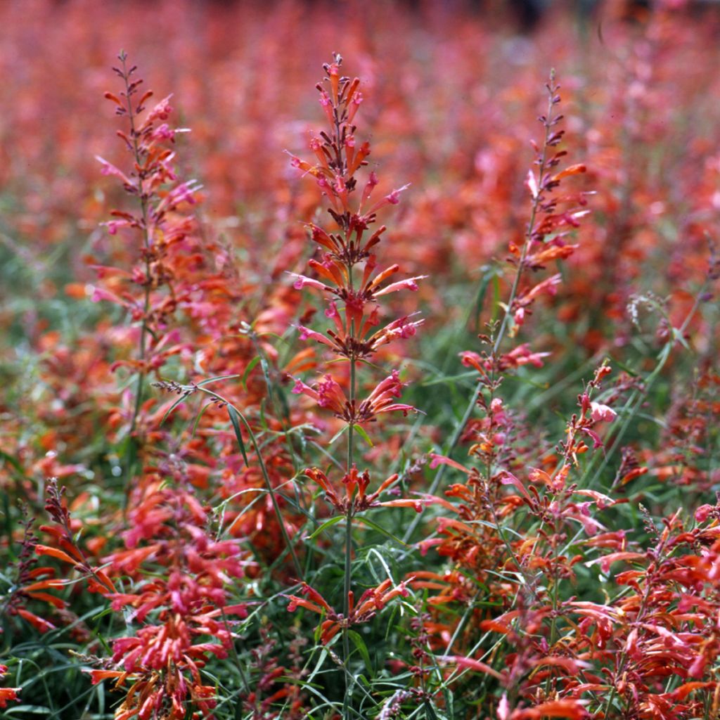 Agastache rupestris Apache Sunset - Duftnessel