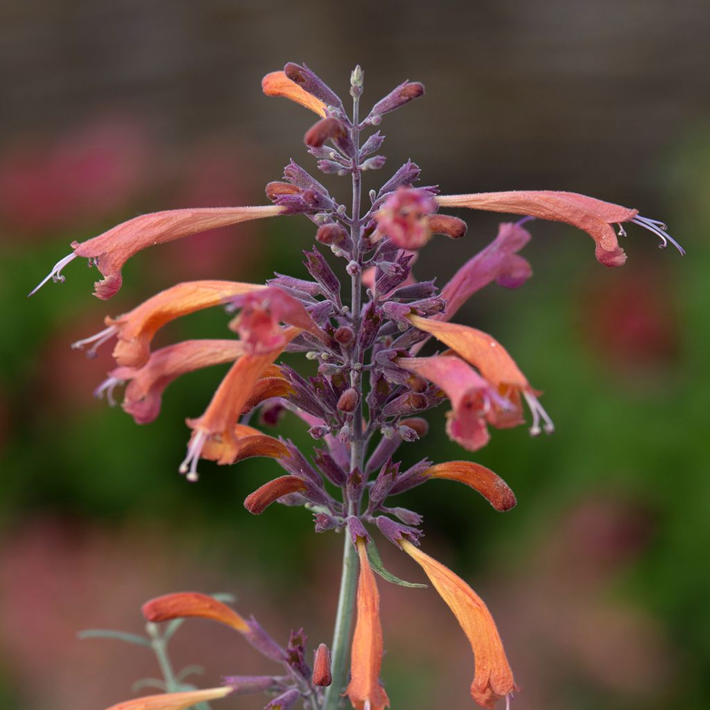 Agastache rupestris Apache Sunset - Duftnessel