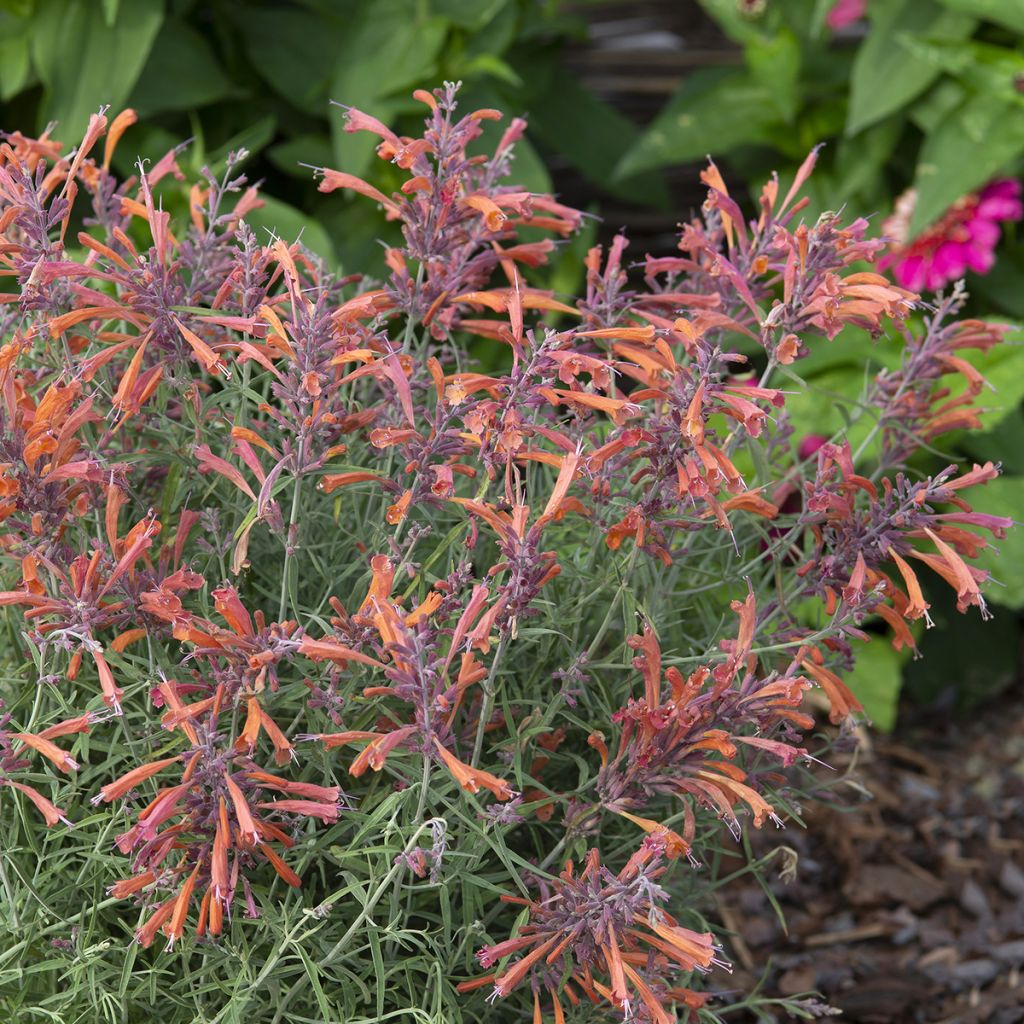 Agastache rupestris Apache Sunset - Duftnessel