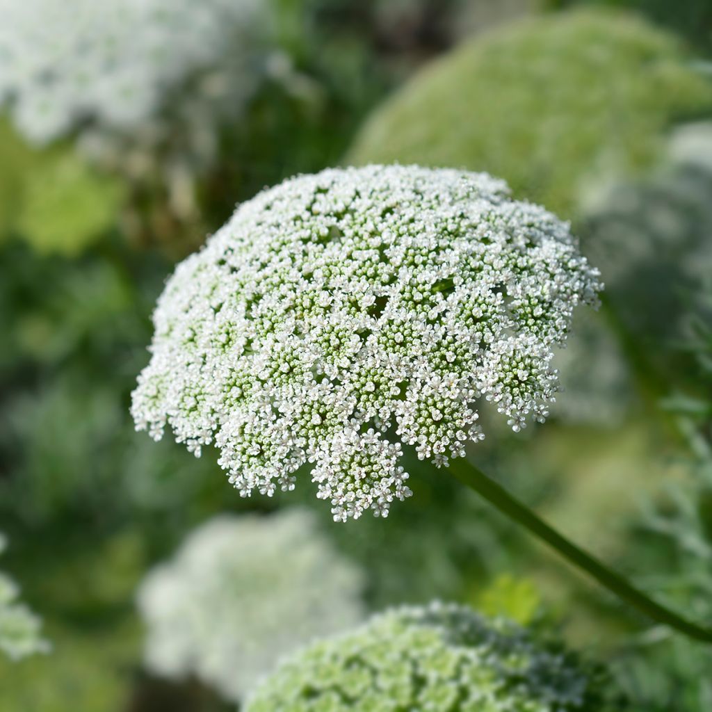 Ammi visnaga Casablanca (Samen) - Zahnstocherkraut