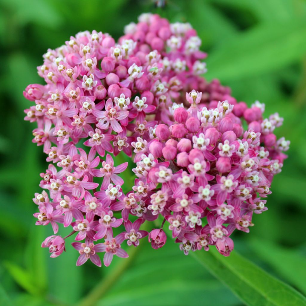 Graines d'Asclepias incarnata Rose-