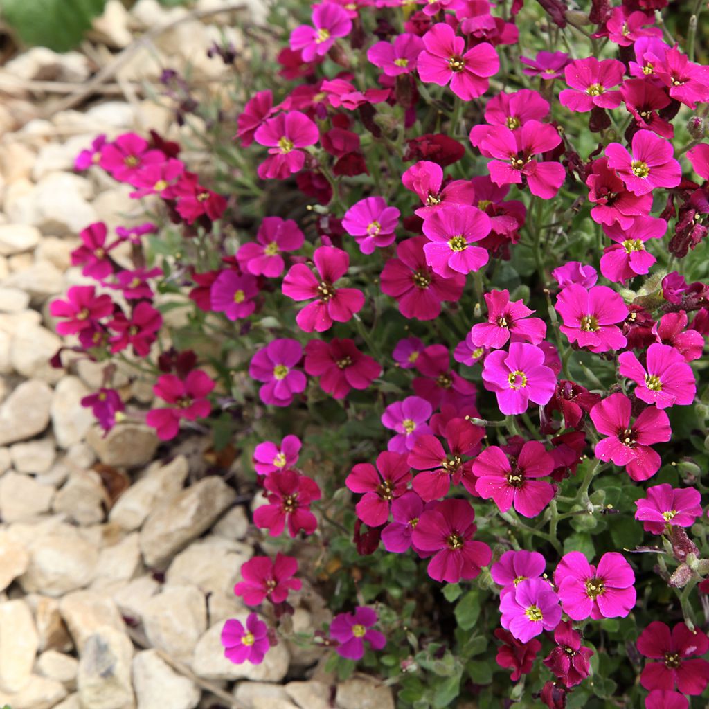 Blaukissen Royal Red (Samen) - Aubrieta