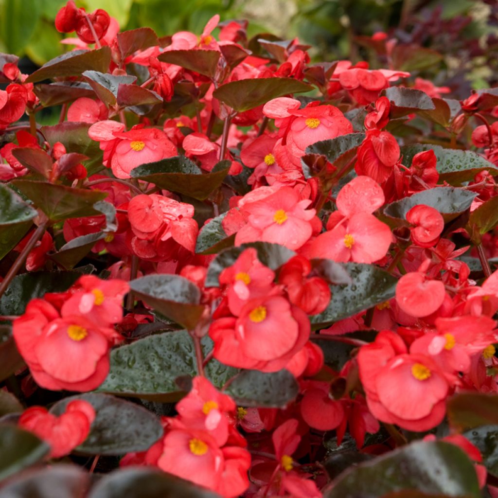 Begonie F1 Big Red Bronze Leaf (Samen) - Begonia benariensis