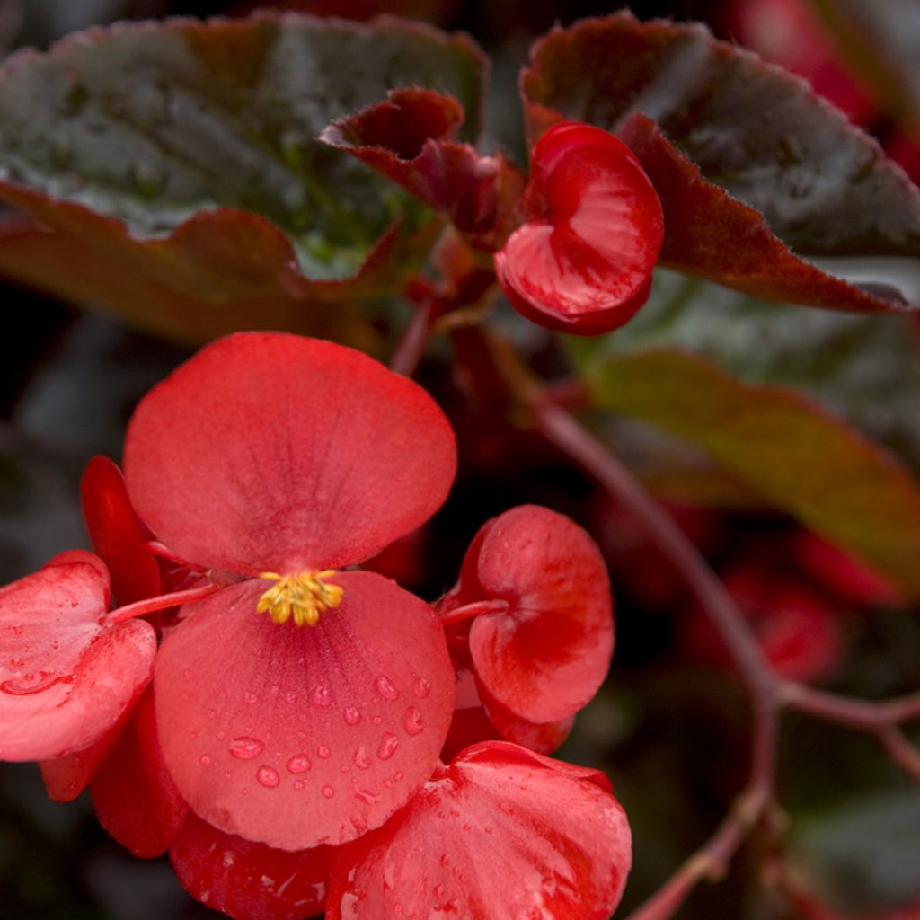 Begonie F1 Big Red Bronze Leaf (Samen) - Begonia benariensis