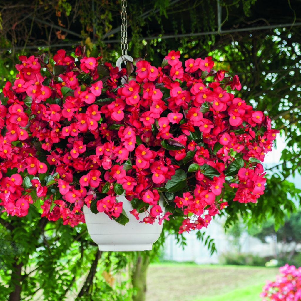 Begonie F1 Big Red Bronze Leaf (Samen) - Begonia benariensis