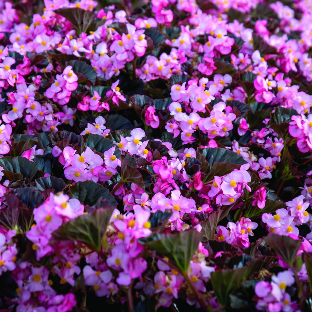 Begonie Stonehedge™ Light Pink Bronze Leaf (Samen) - Begonia hybrida