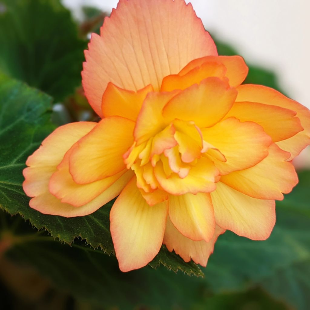 Begonie Apricot Shades Improved F1 (Samen) - Begonia