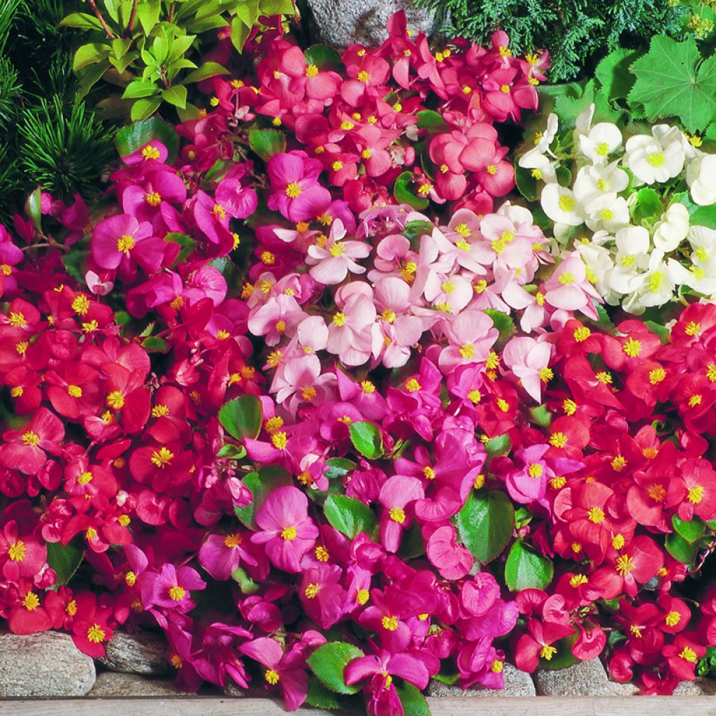 Begonie Super Olympia Mix (Pillierte Samen) - Begonia semperflorens