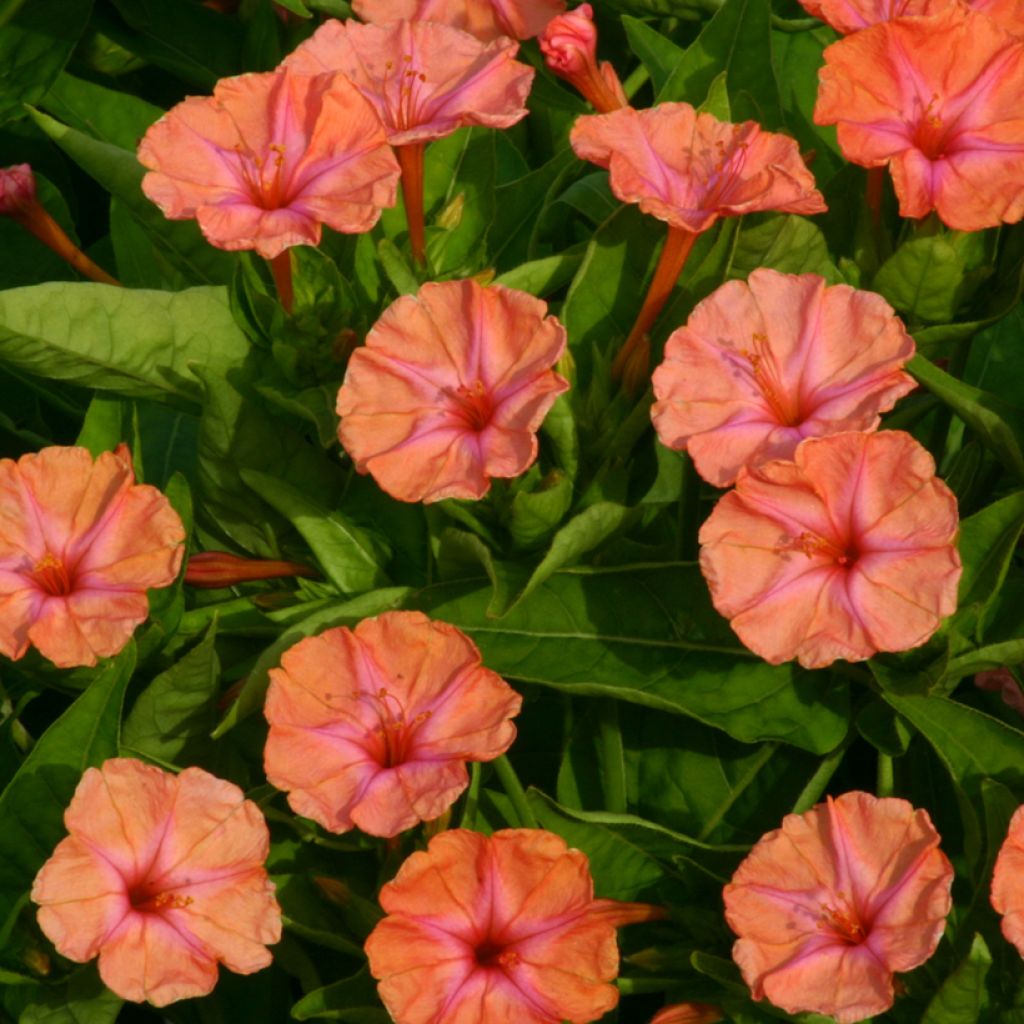 Mirabilis jalapa Salmon Sunset (Samen) - Wunderblume