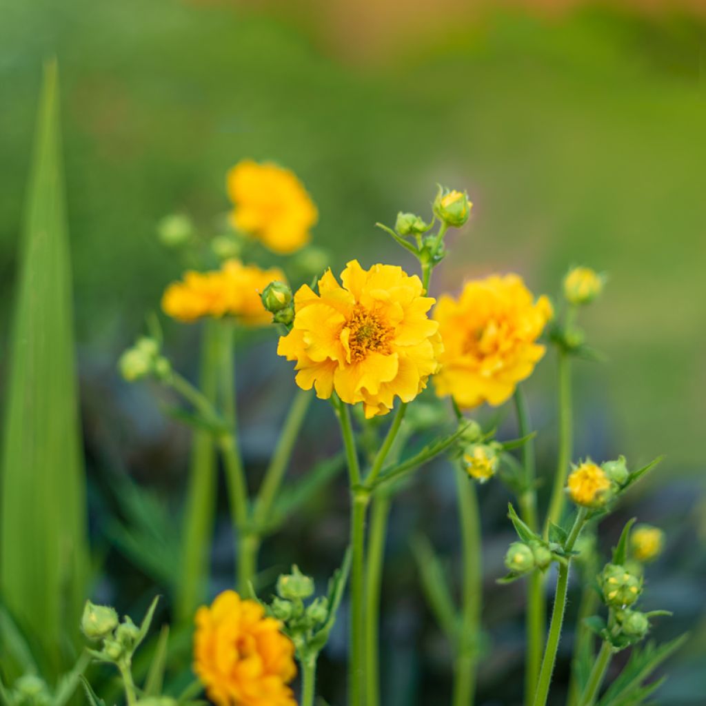 Geum chiloense Lady Stratheden (Samen) - Chilenische Nelkenwurz