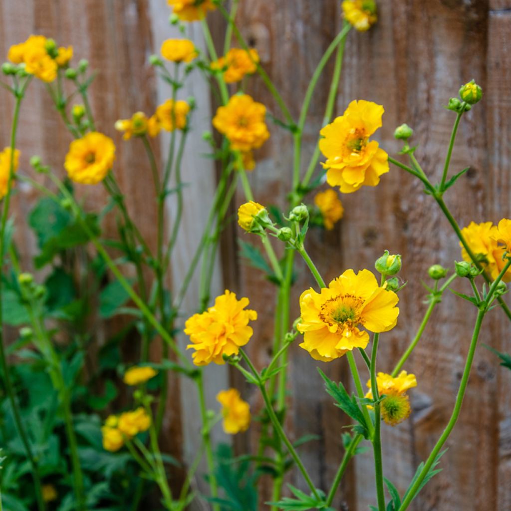 Geum chiloense Lady Stratheden (Samen) - Chilenische Nelkenwurz