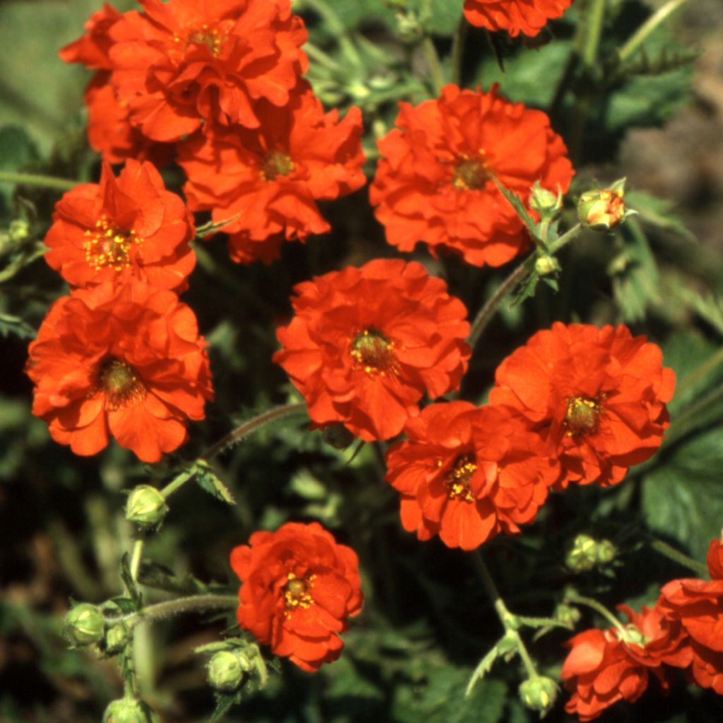 Geum chiloense Red Dragon (Samen) - Chilenische Nelkenwurz