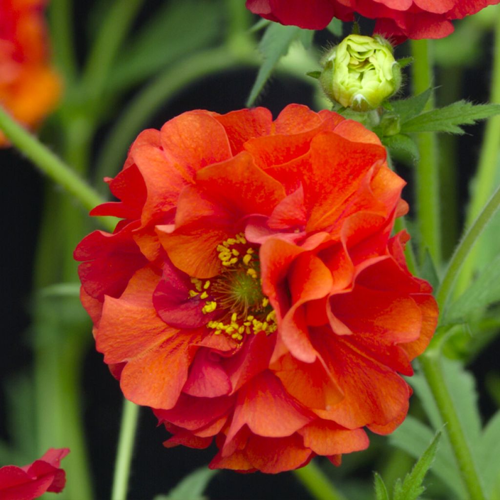 Geum chiloense Red Dragon (Samen) - Chilenische Nelkenwurz