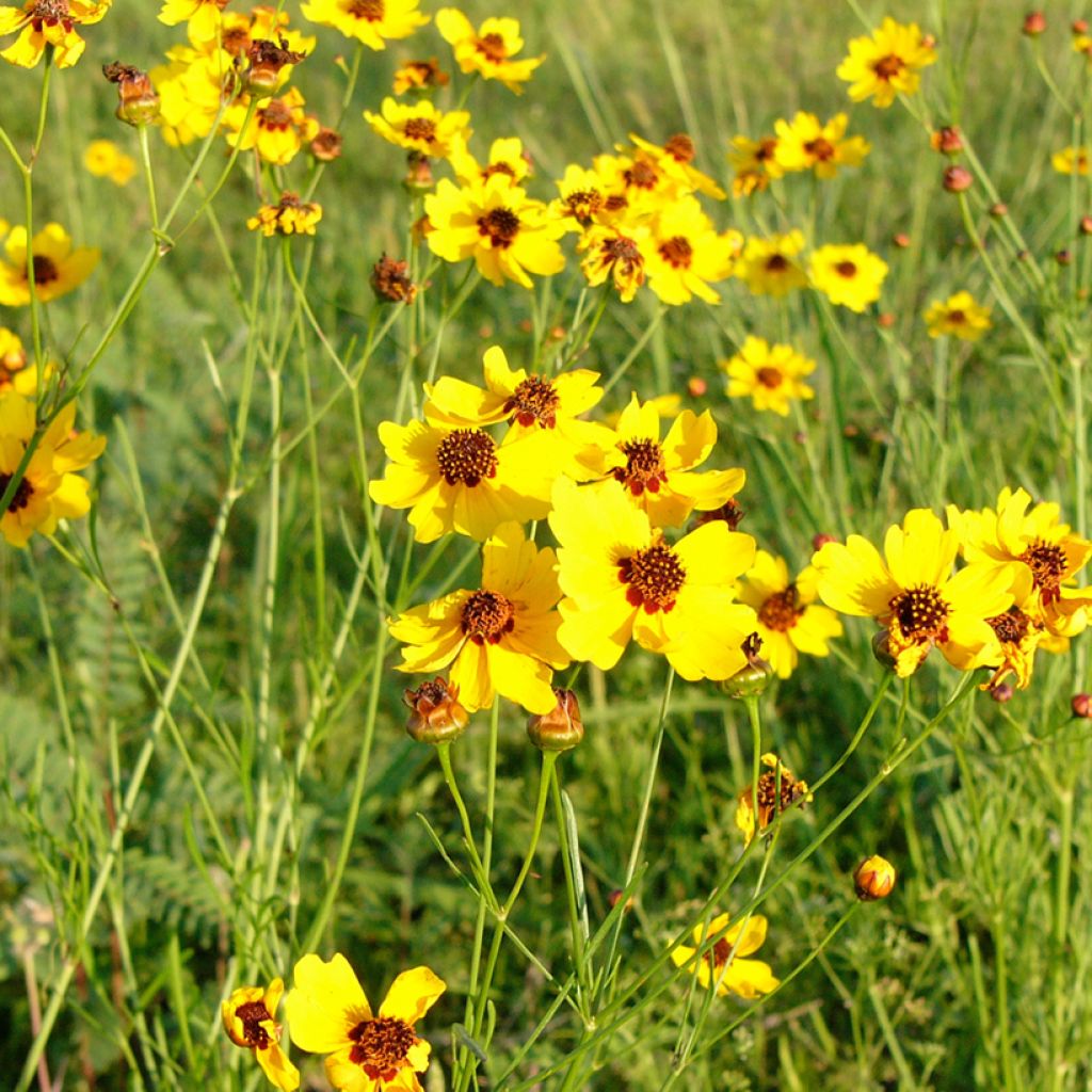 Berlandiera lyrata (Samen) - Schokoladenblume