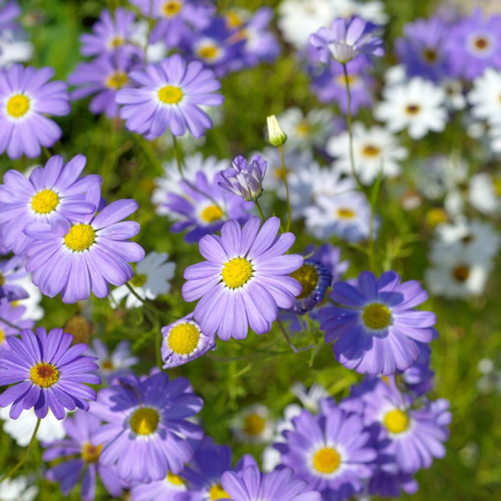 Brachyscome iberidifolia Little Missy (Samen) - Blaues Gänseblümchen